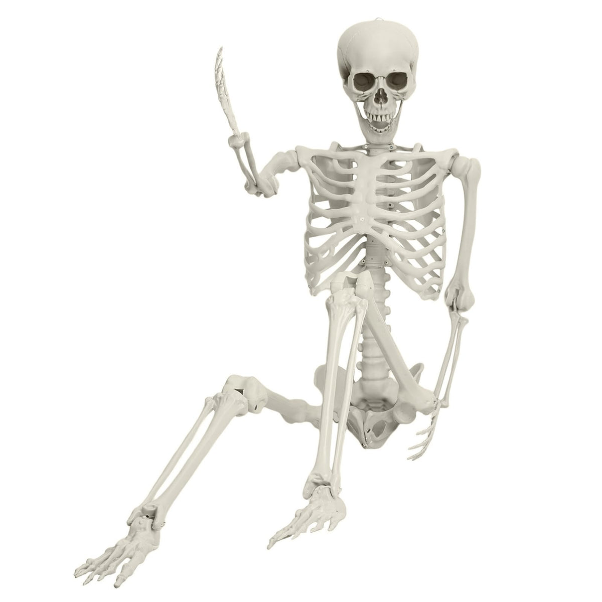 5.4ft Posable Life Size Skeleton Y571