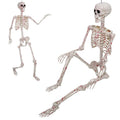 Life Size Posable Skeleton D36034