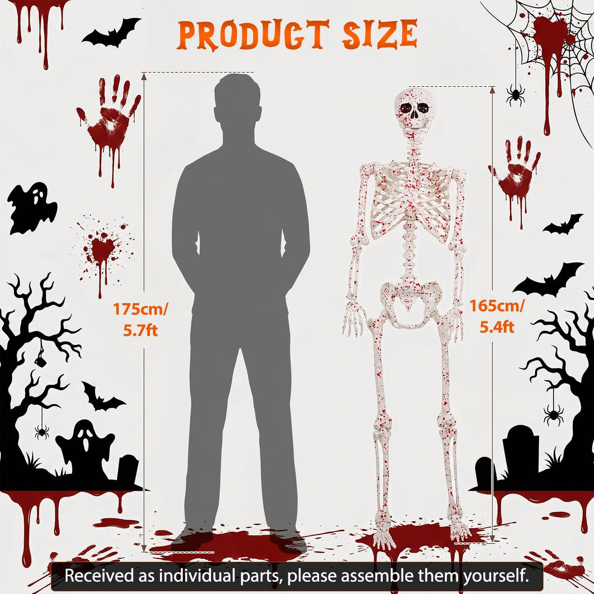 Life Size Posable Skeleton D36034